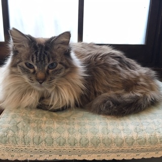 誇り高い貴婦人のような長毛猫（トライアル中）