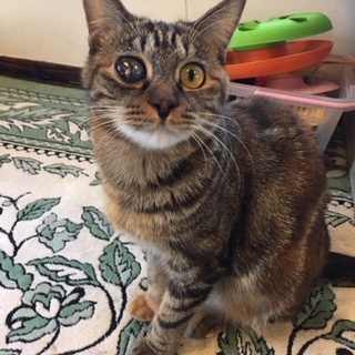 アメショのような珍しい柄（トライアル中）