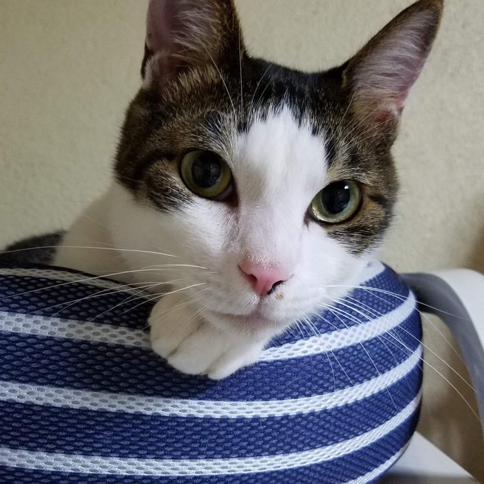 ミルのカバー写真