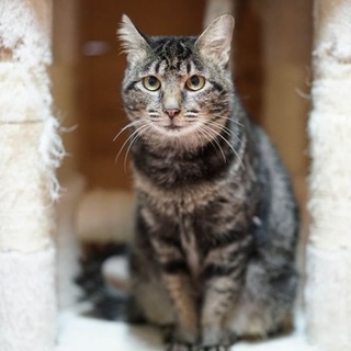 みのりちゃん（キジ　お腹にアメショー柄　№５）