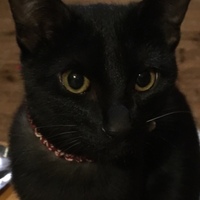 トモ