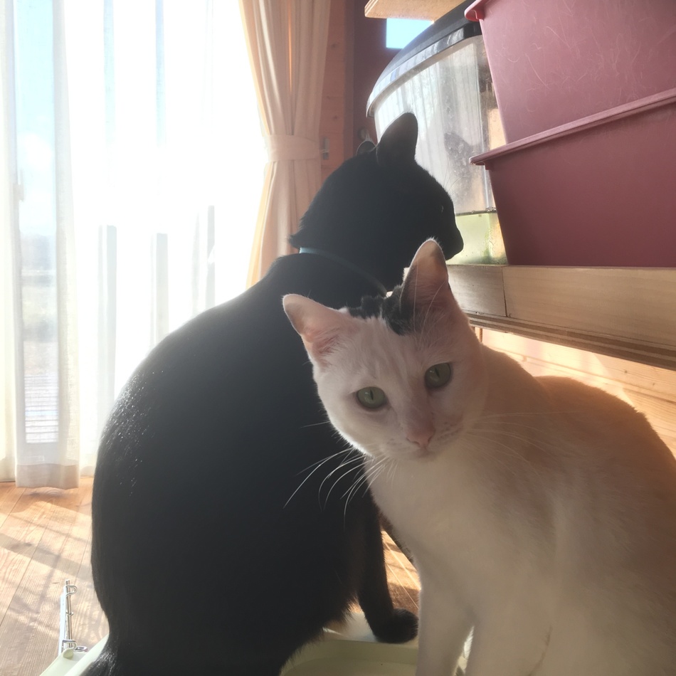メイのカバー写真