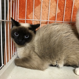 超美形のシャム系女の子