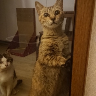 餌やりさんに置いていかれた人懐こいベルちゃん