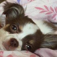シェリー