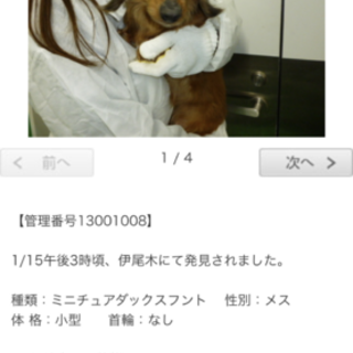 大至急！！殺処分されます！助けてください