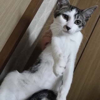 白キジトラの女の子