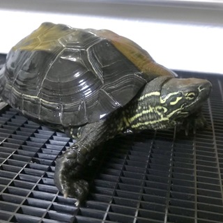 クサガメ 3匹