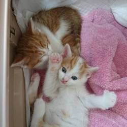 猫の譲渡会＠京都 サムネイル2