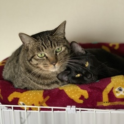 猫の譲渡会＠京都 サムネイル3