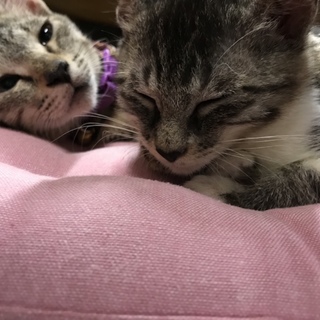 姉妹のような子猫