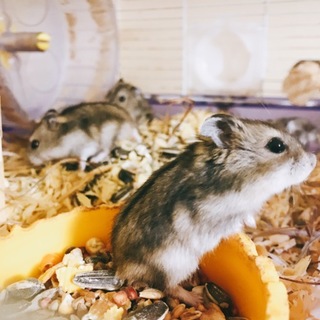 ジャンガリアンの赤ちゃん里親さん募集！