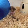 こいしー
