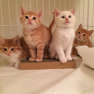 コロコロまるくてキュートな4きょうだい♡