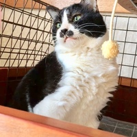 おむすび