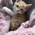 泣き疲れたのかハスキーボイスの茶白仔猫