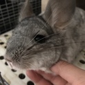 チンチラの女の子です。