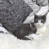 ひなまる