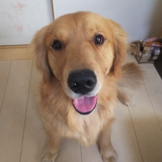 急募～ゴールデンレトリーバー～