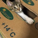 フワッフワでかわいい☆ふあくん
