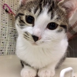 タルトちゃん結構イケイケ女子　生後６か月