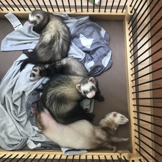 フェレット4匹里親様募集