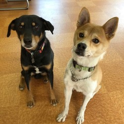 犬猫合同譲渡会