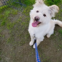 犬猫合同譲渡会 サムネイル2