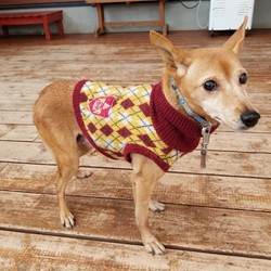 犬猫合同譲渡会 サムネイル3