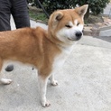 3歳の秋田犬の女の子