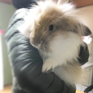 かわいいロップイヤー 奈良県 小動物の里親募集 ペットのおうち 月間利用者150万人