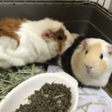 モルモット2匹