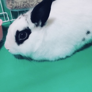 ムームーの新しい飼い主さんなってください