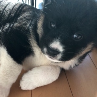 【保健所引き出し】カワイイ子犬です❣️