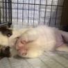 おもち chan ♡ １ヶ月 サムネイル2