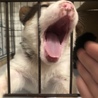 おもち chan ♡ １ヶ月 サムネイル3