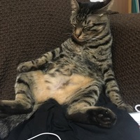 トラ