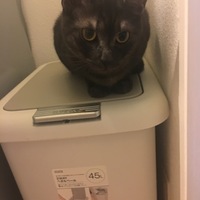 小豆