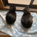 黒猫のチビ助
