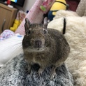 デグーマウス