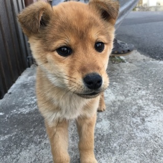 生後2か月ぐらいのかわいい子犬（女の子）