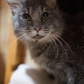ルカ　（34頭の猫たち　№２　グレー長毛）