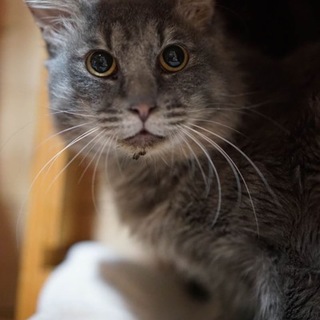 ルカ　（34頭の猫たち　№２　グレー長毛）