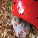 バンデットの子供ハムちゃん。