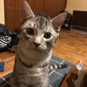 アメロシミックス♂ラルちゃん９ヶ月