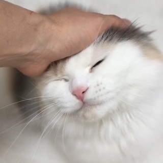 気まま美猫お嬢様スコ女の子★代理投稿★