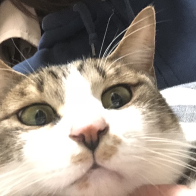 ぎんじぽこのカバー写真