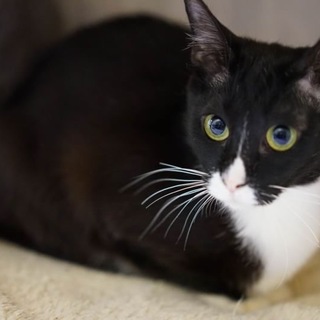 ぴの　(34頭の猫たち　№19　黒白）