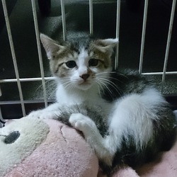 「めかぶの奇跡」サムネイル1