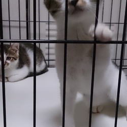 「めかぶの奇跡」サムネイル2